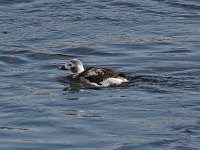 Long-Tailed Duck